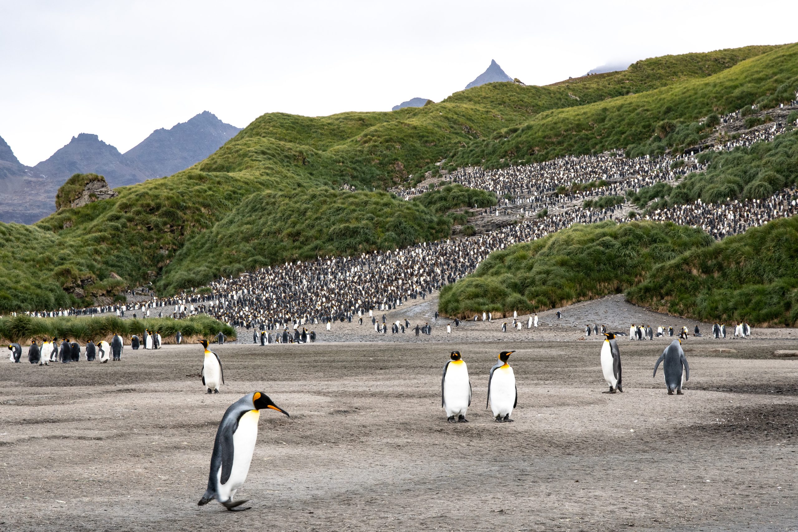 King penguins on South Georgia