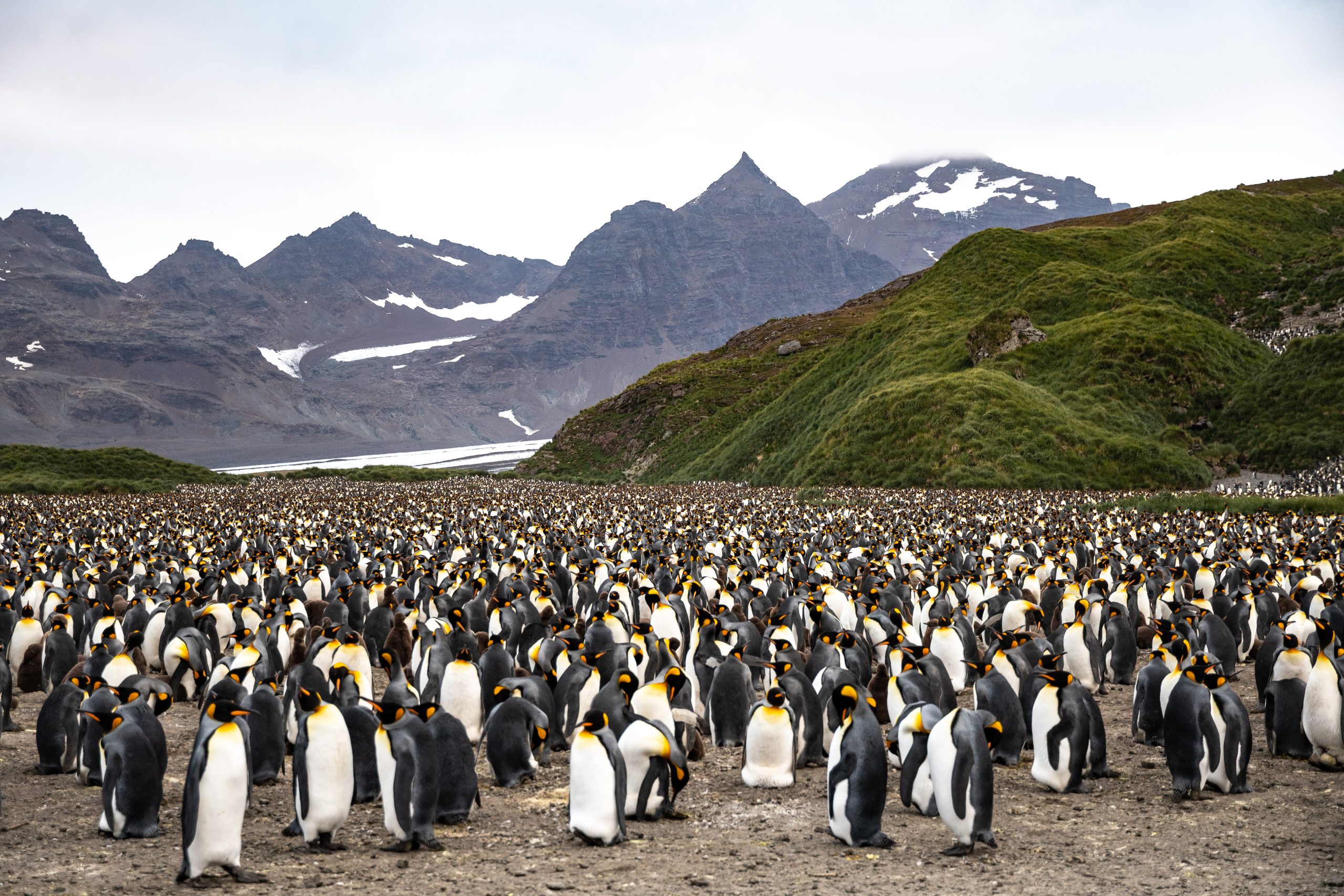 King penguin colony on South Georgia with mountains in background.