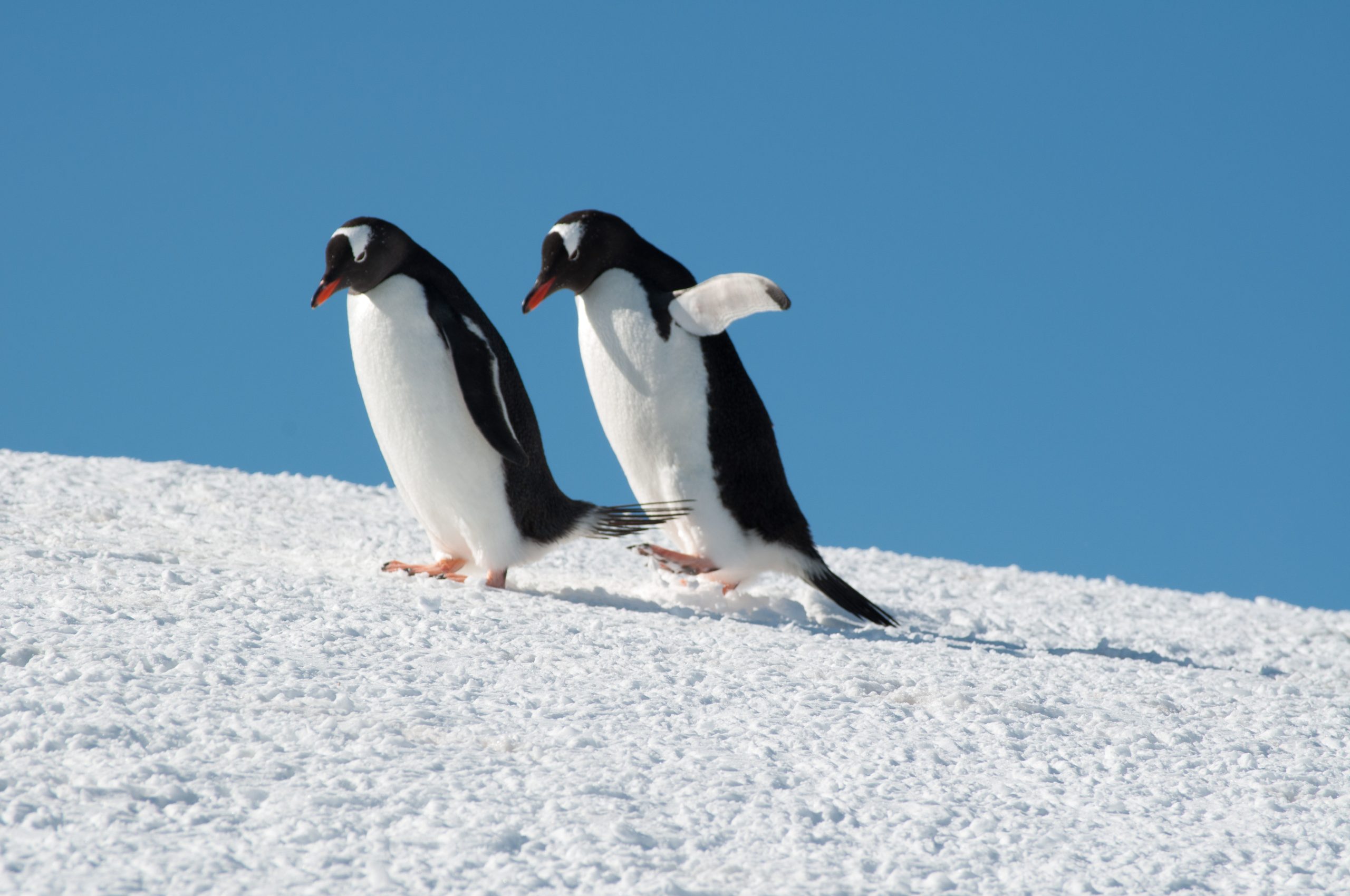 Two gentoo penguins on the snow in Antarctica.