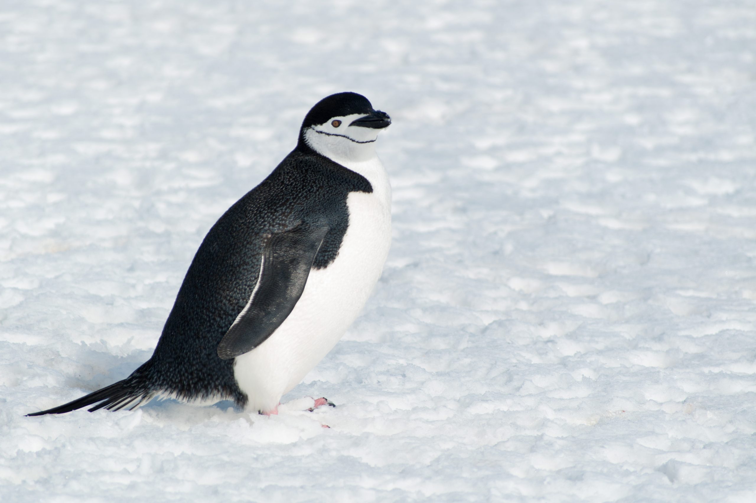A chinstrap penguin on the snow.