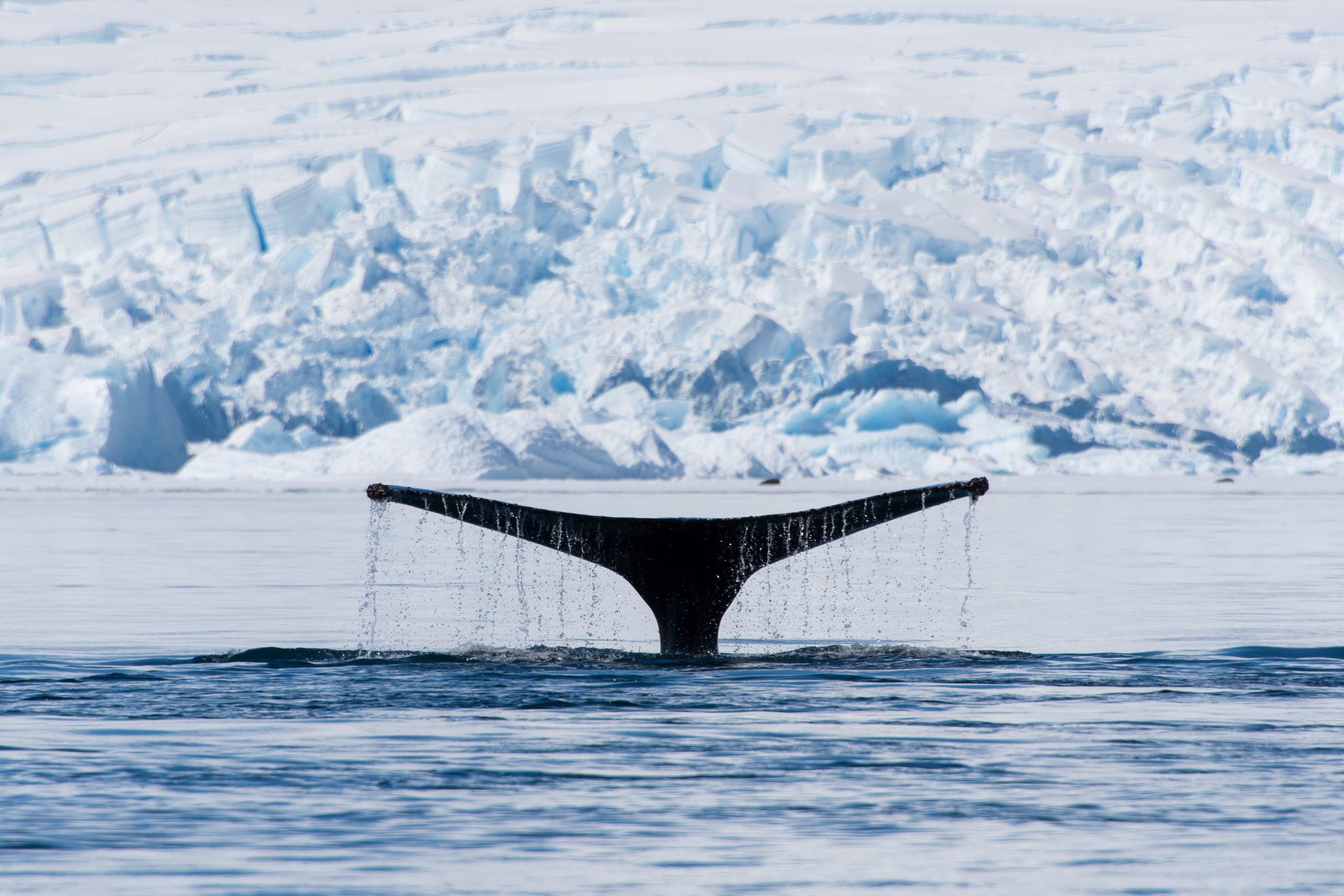 Humpback whale fluke