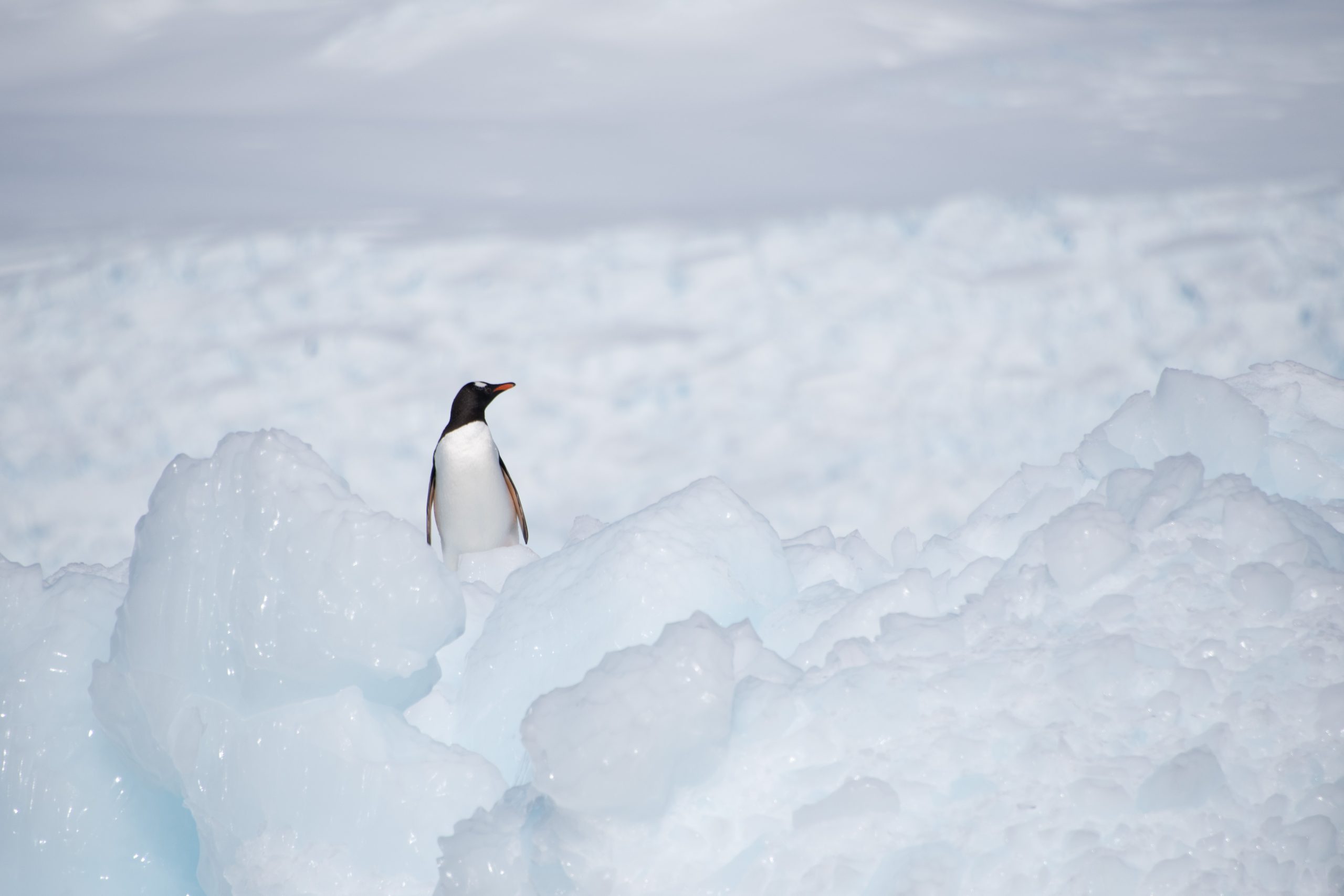 A lone gentoo penguin surrounded by ice.