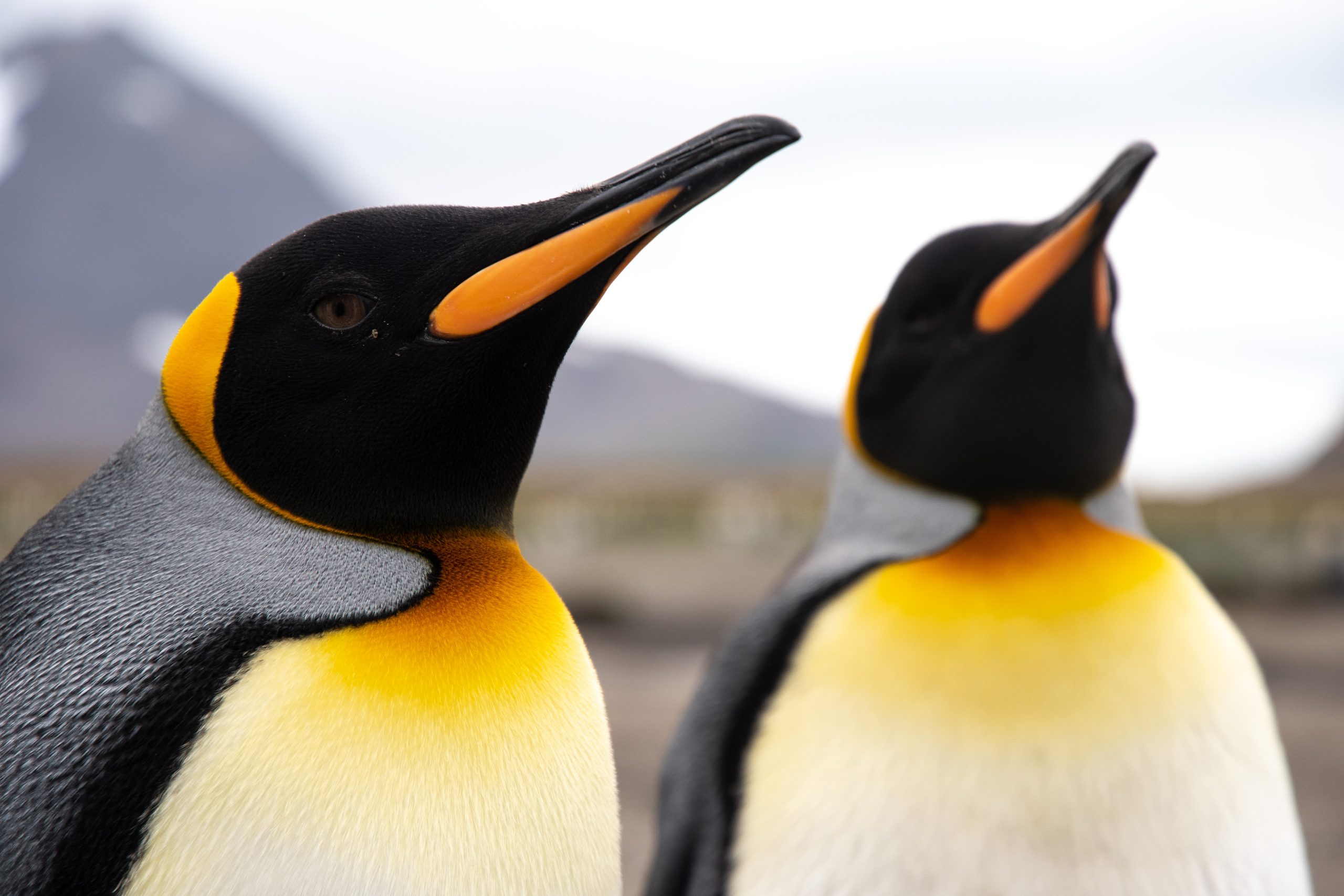 Close up of two king penguin's heads.