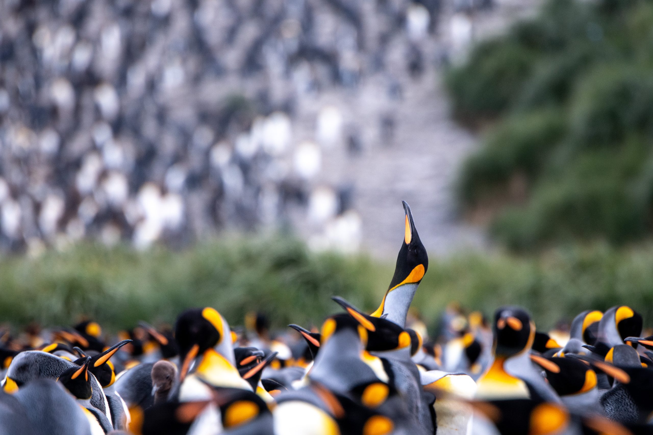 A large king penguin colony.