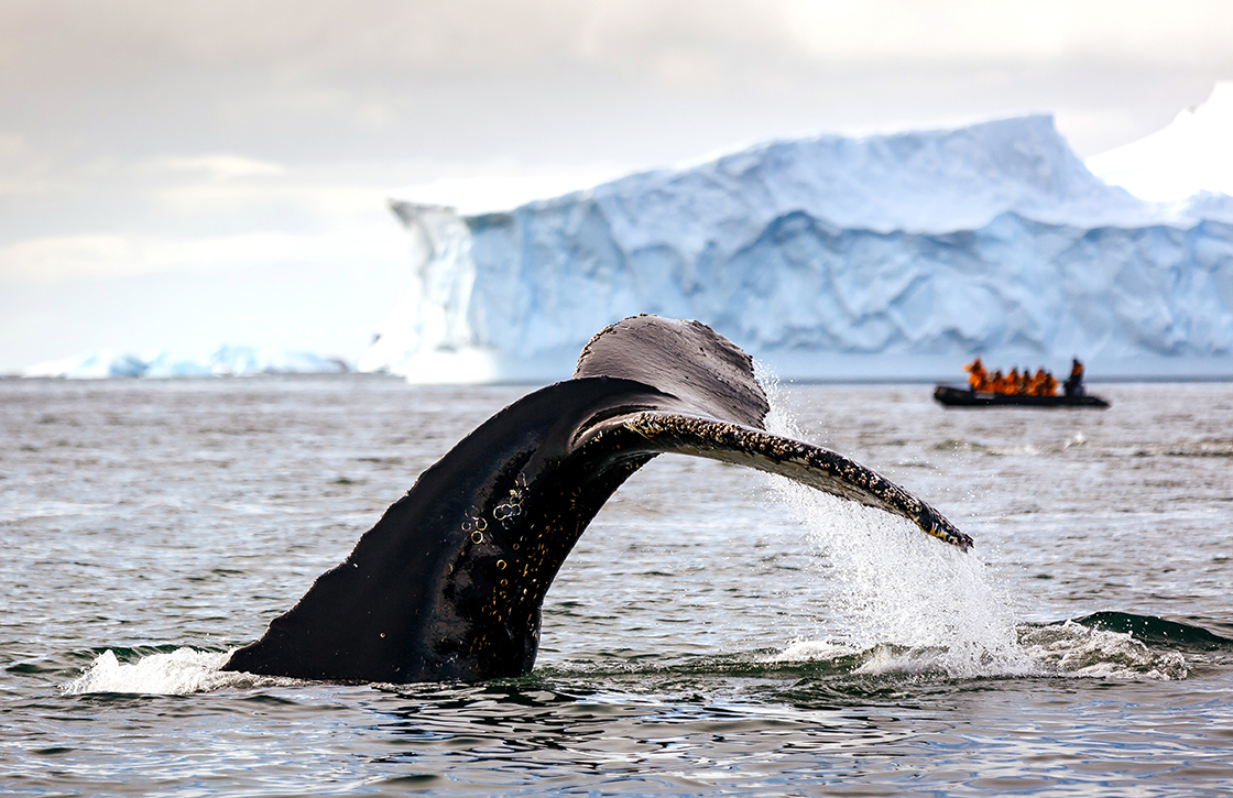 Humpback whale fluke with iceberg and zodiac.