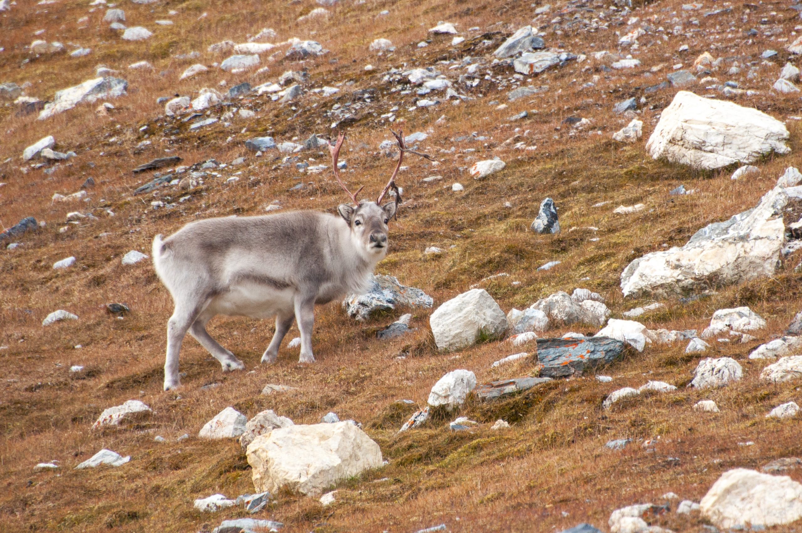 A reindeer grazing on grassy hillside.