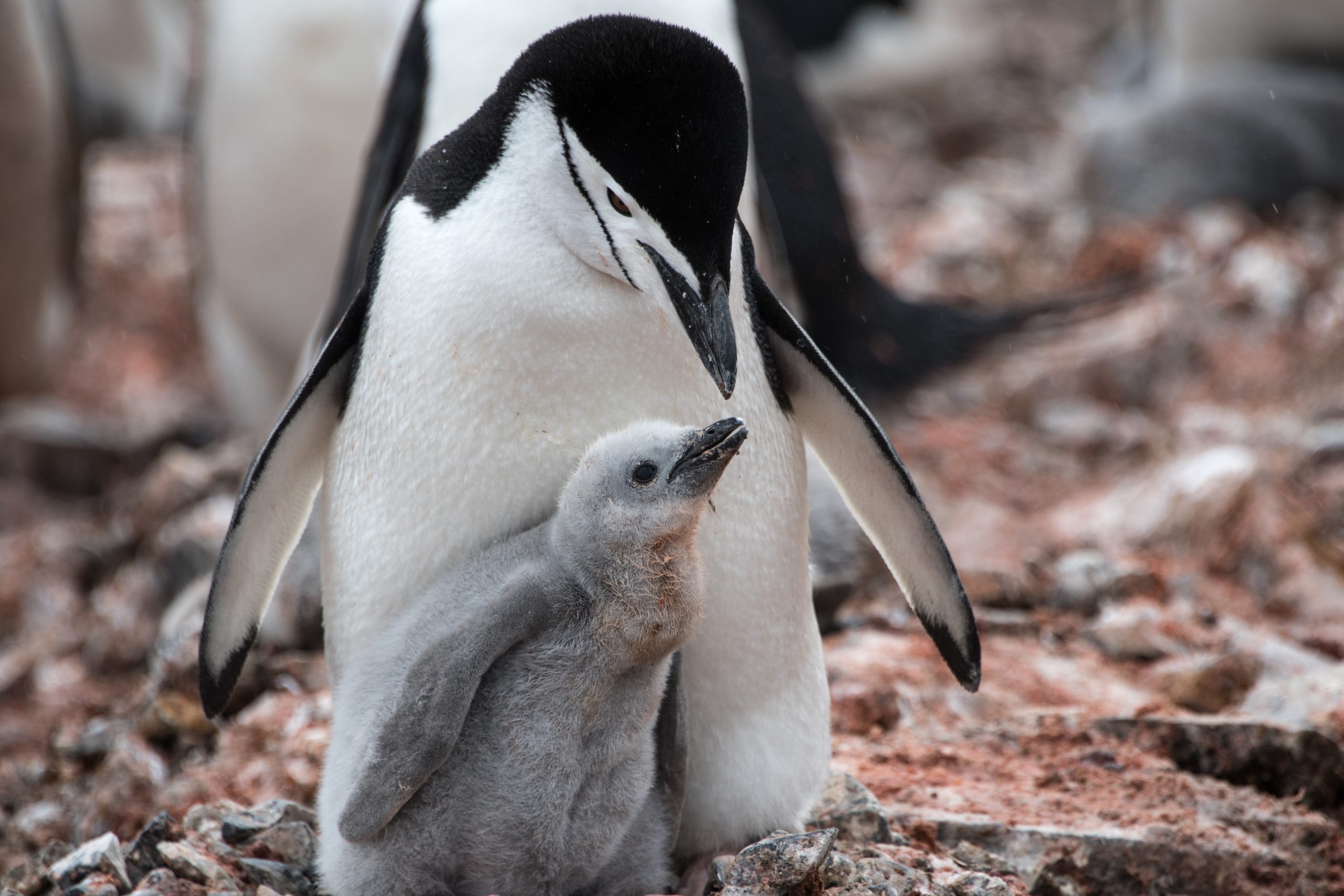 A chinstrap adult penguin with her chick.