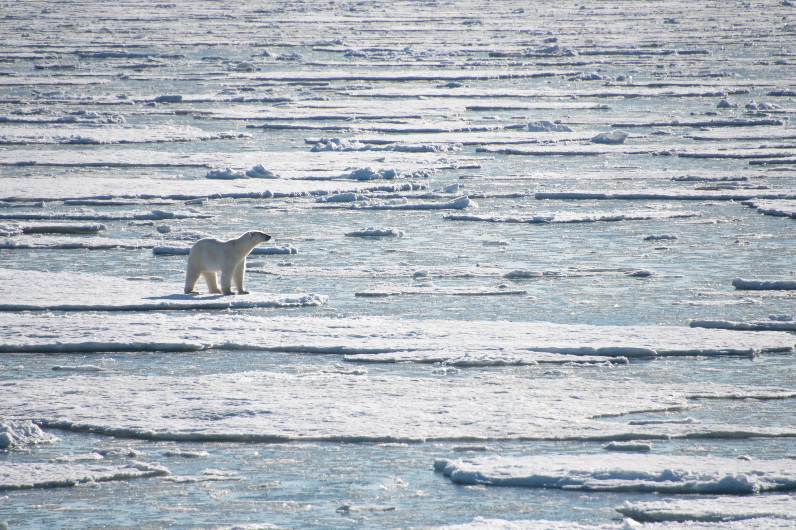 A polar bear standing on an ice floe.
