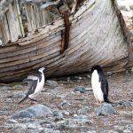 Antarctic Penguins
