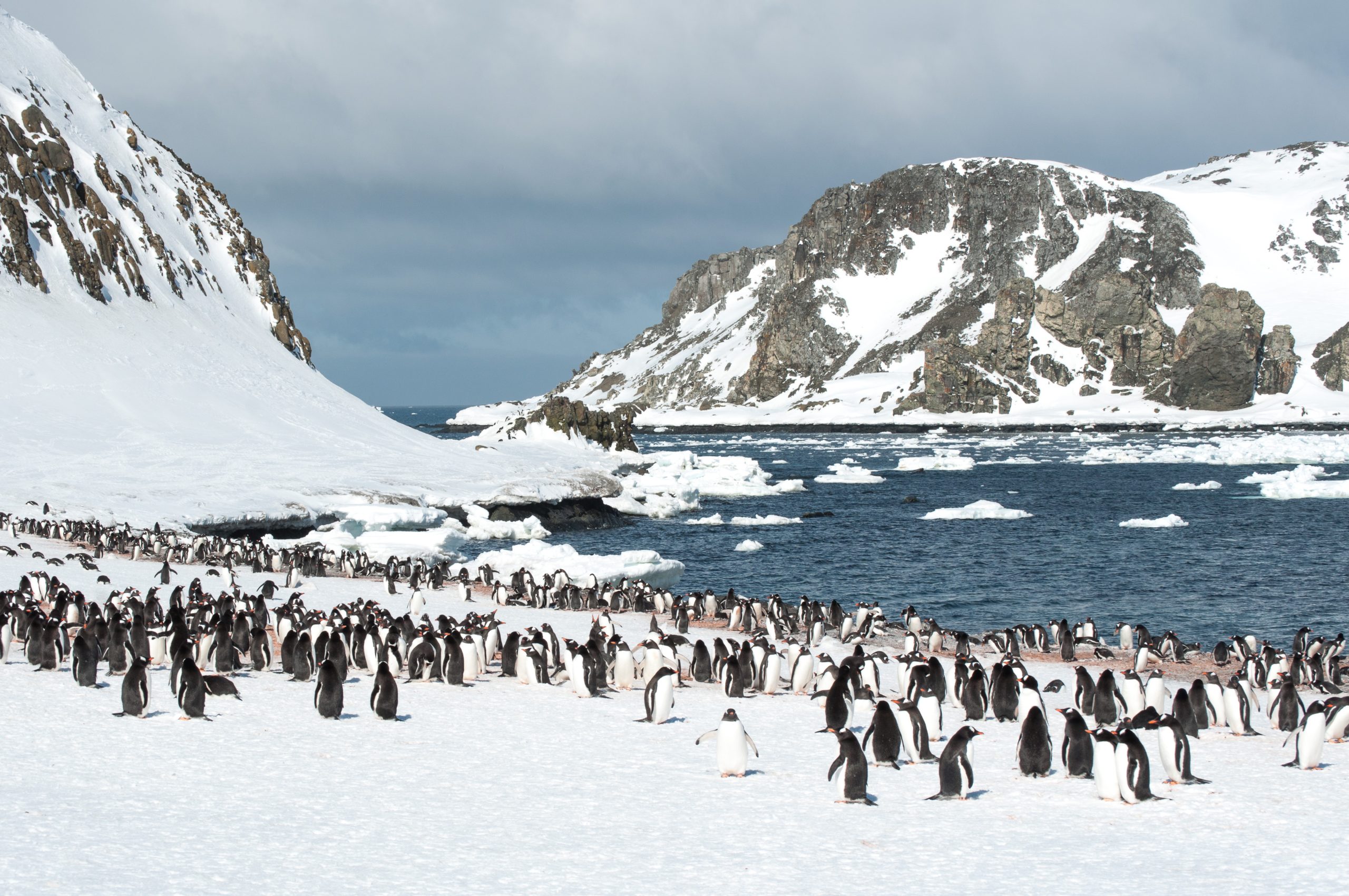 Gentoo penguins on the snow next to the shoreline.