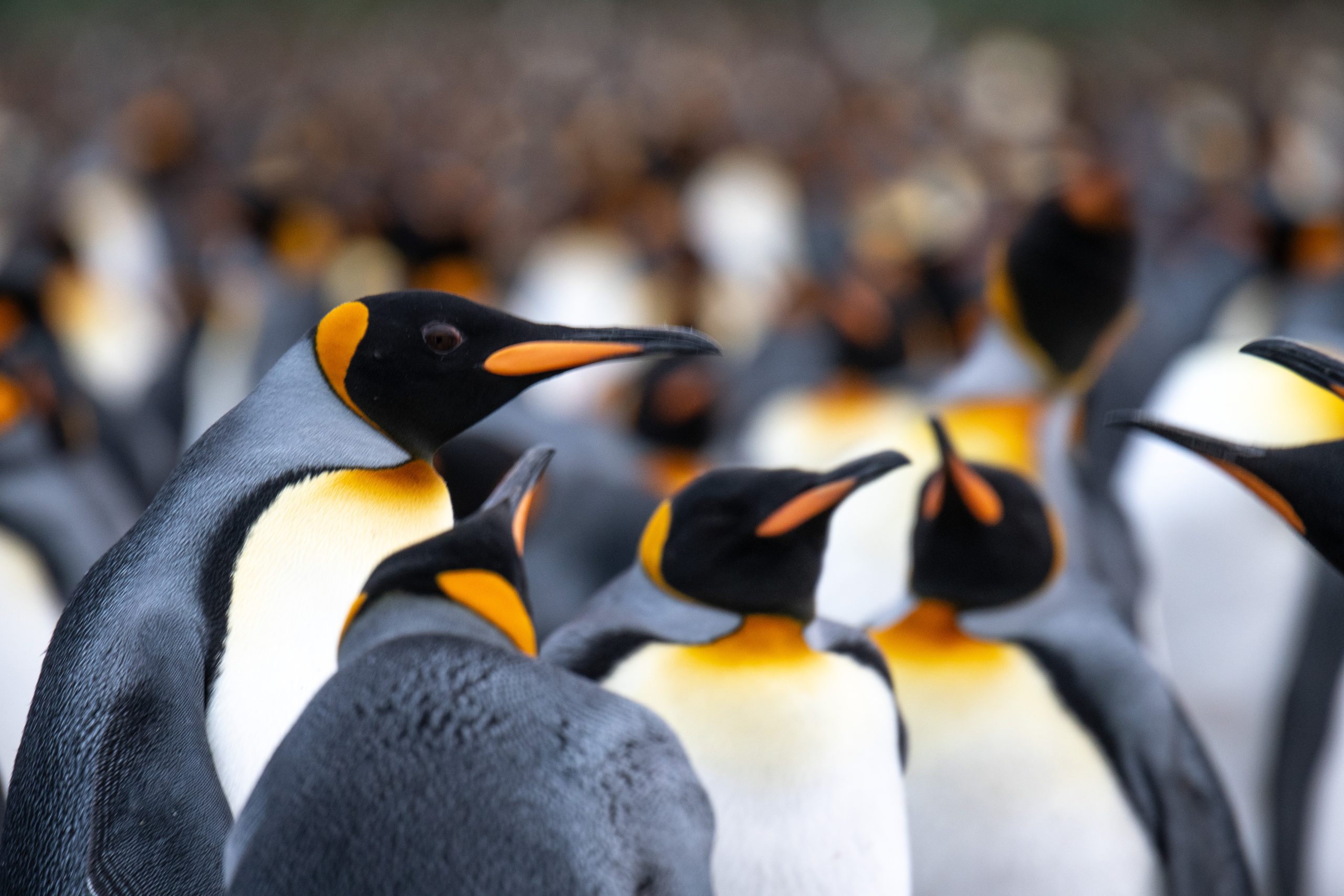 Close up of king penguins at South Georgia Island.