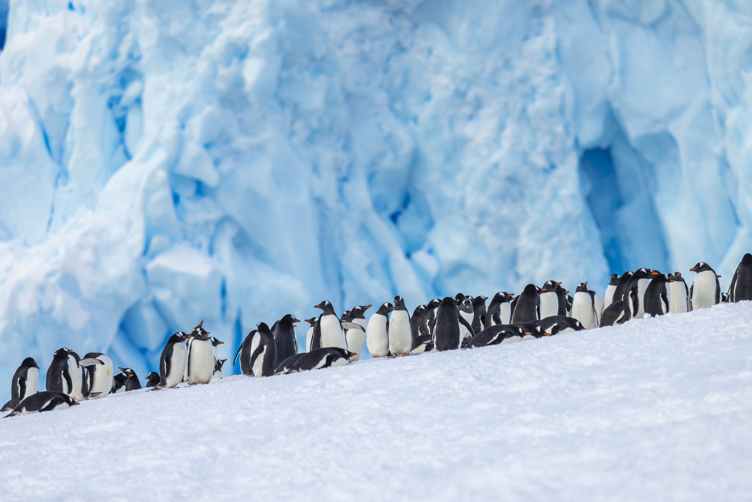 A group of gentoo penguins in front of a glacier.