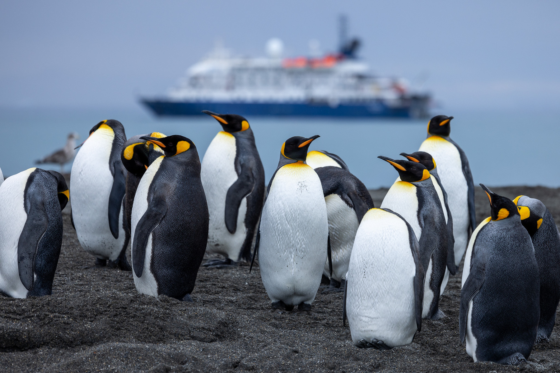 King penguins on the beach with ship in background.