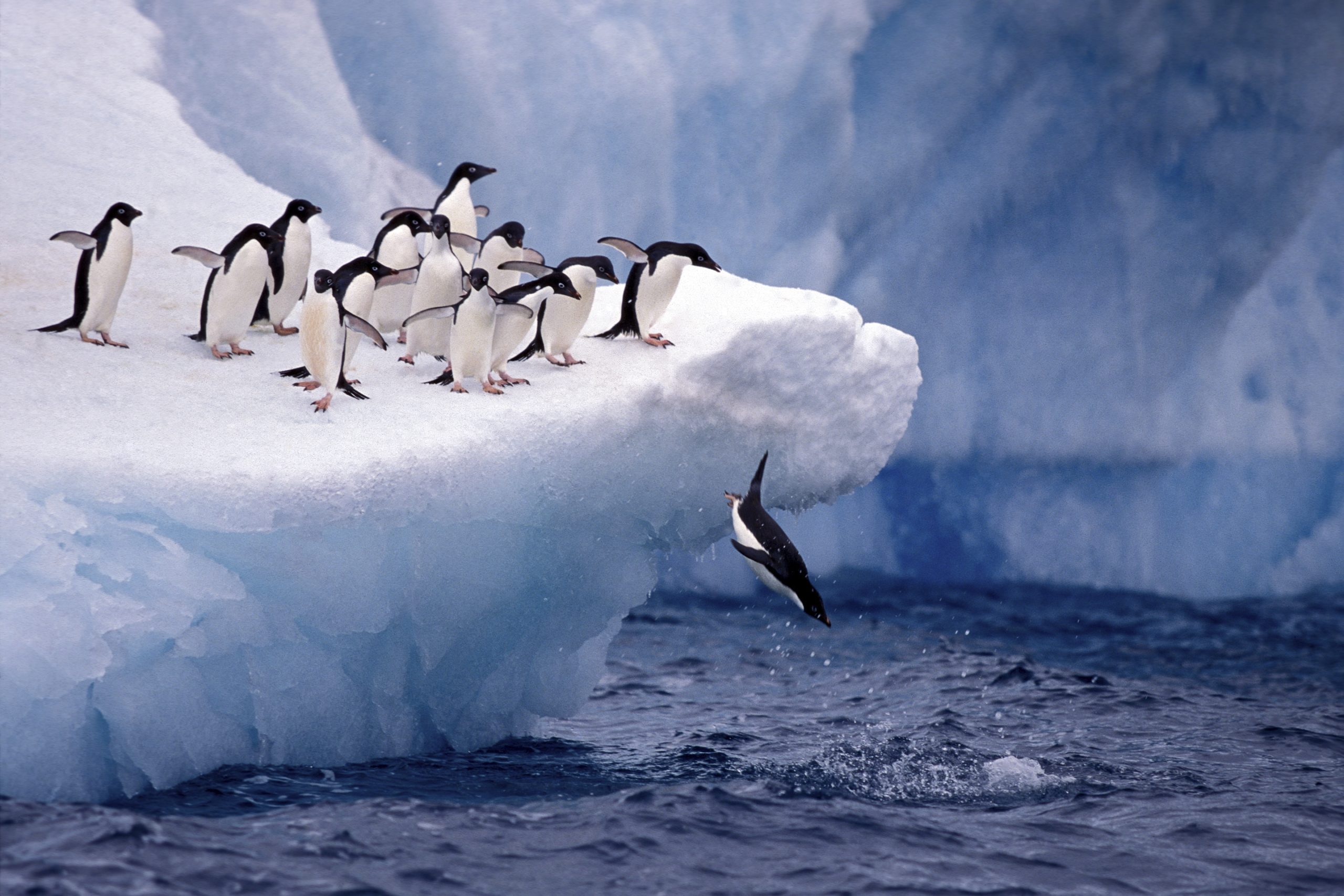 Adelie penguins jumping into the sea.
