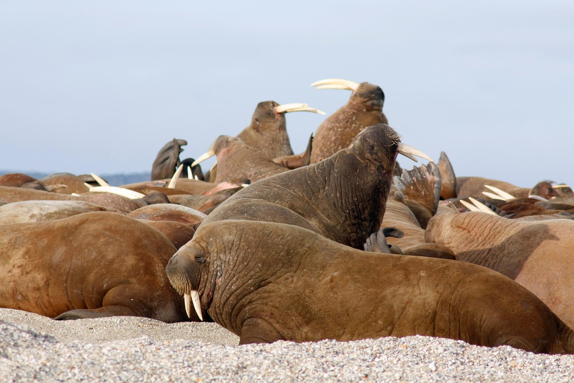 A group of walruses hauled out on the beach.