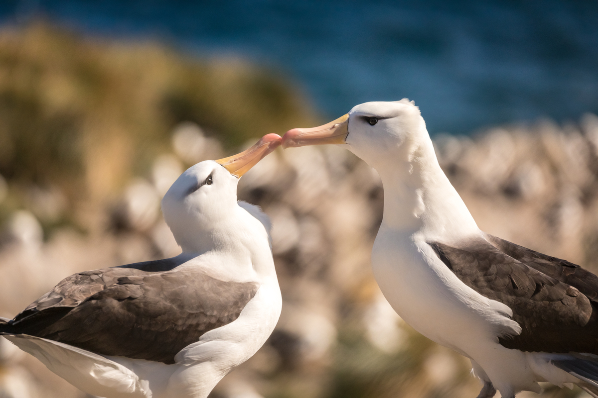 Two black browed albatros touching their beaks.