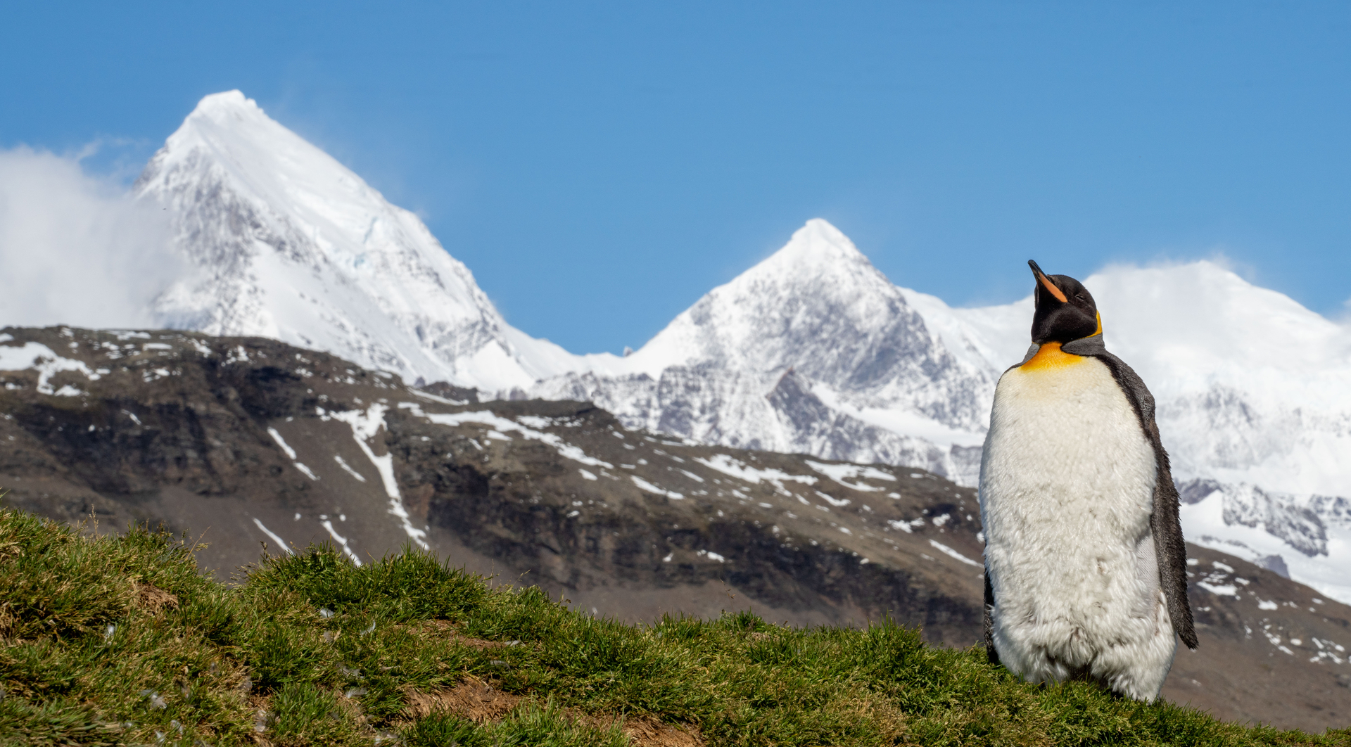A lone king penguin standing in grass with snow covered peaks in background.