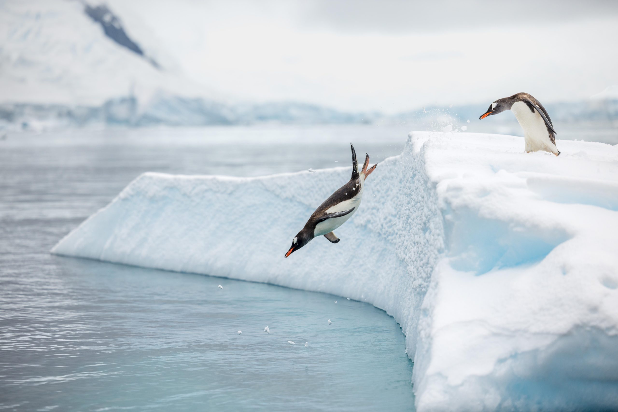 Penguin jumping from iceberg into the sea.